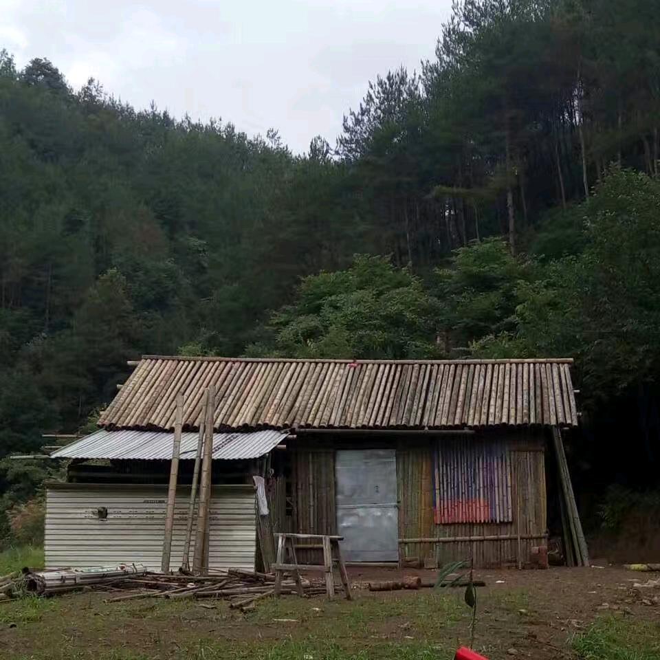 麻腔麻柳(颖川陈)