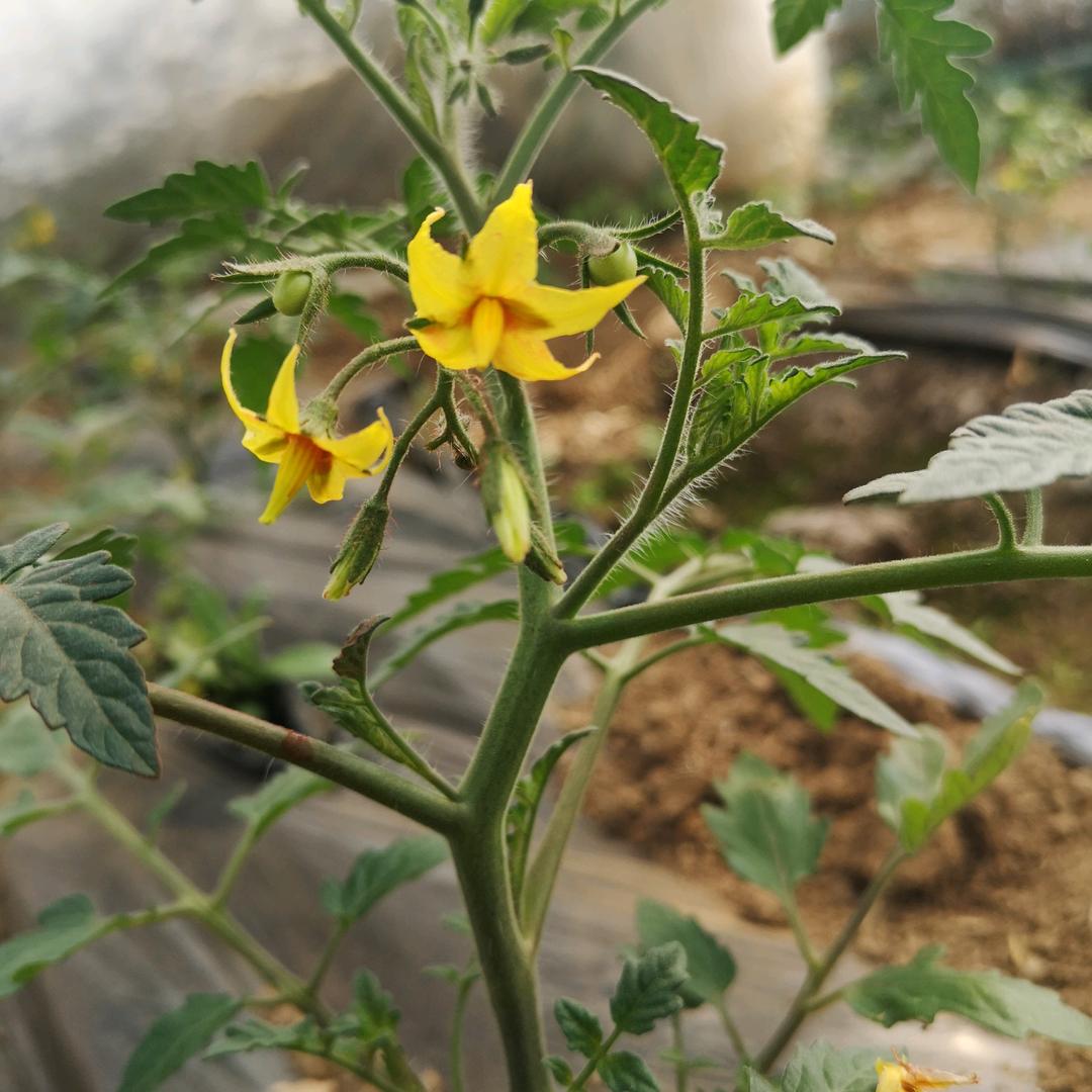 小番茄种植园