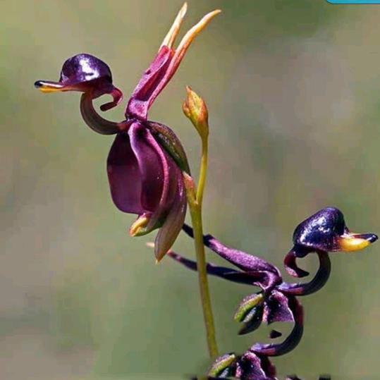 带刺的蔷薇🌵💙