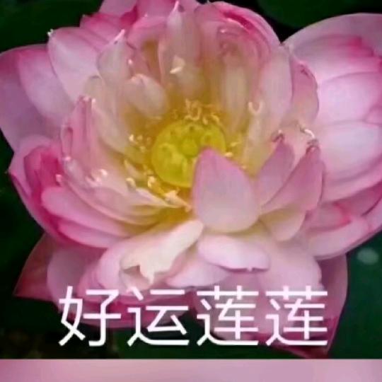 王