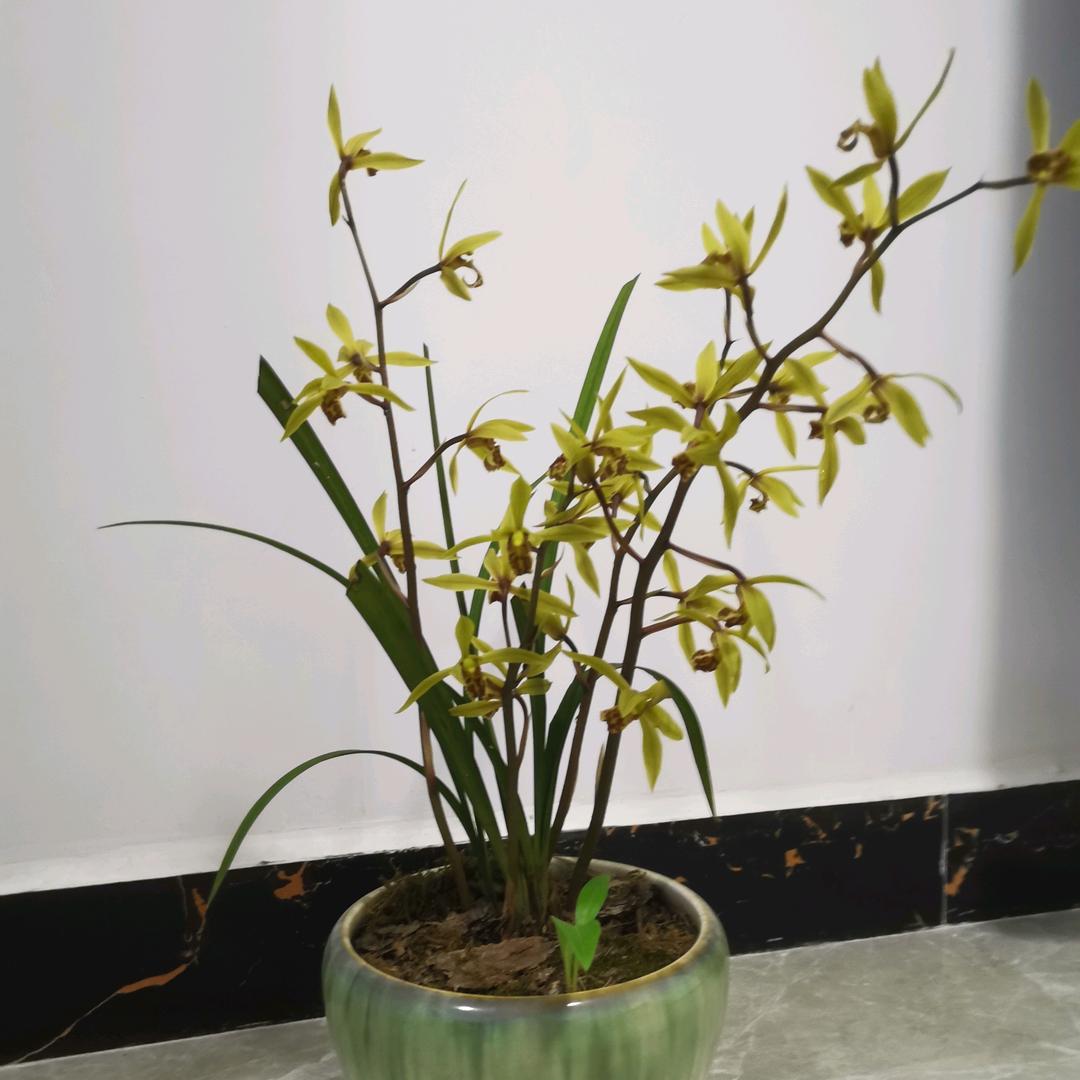 愤怒的茅签