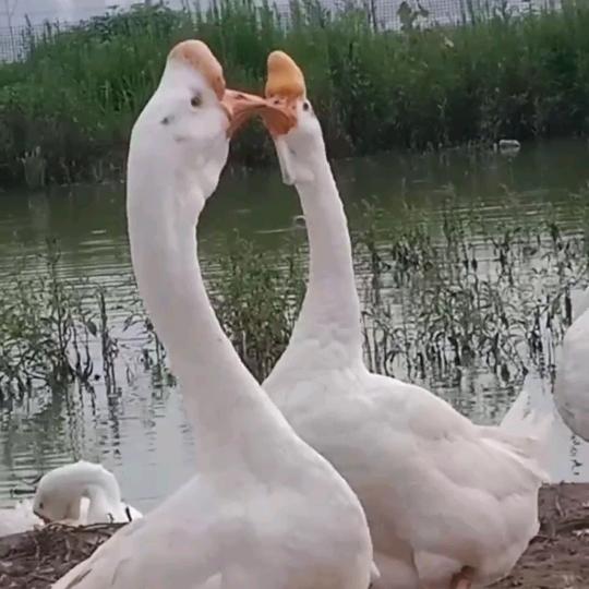 动物园长