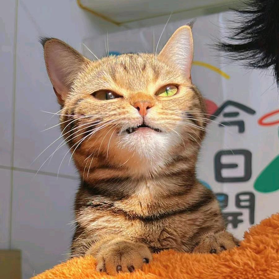 嚴正説明