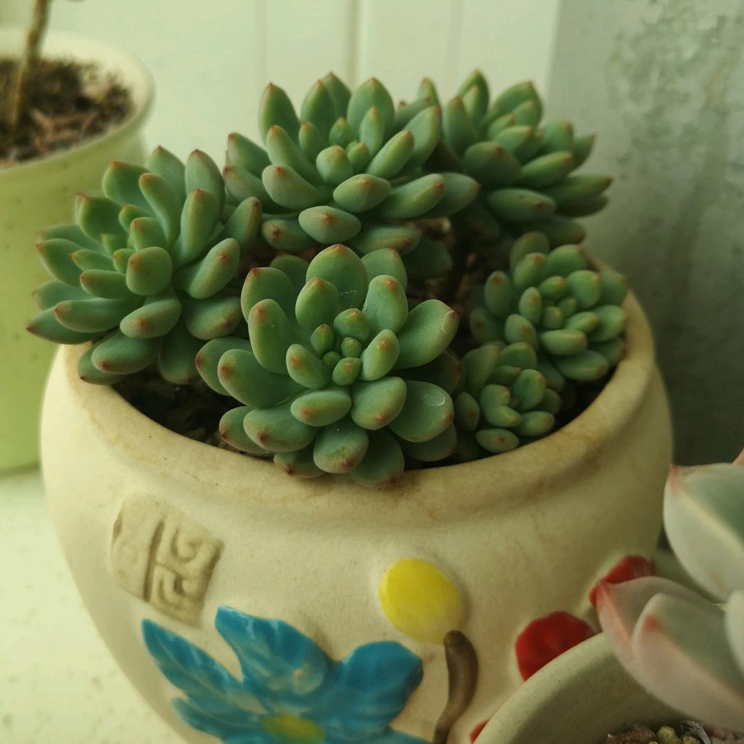 秦