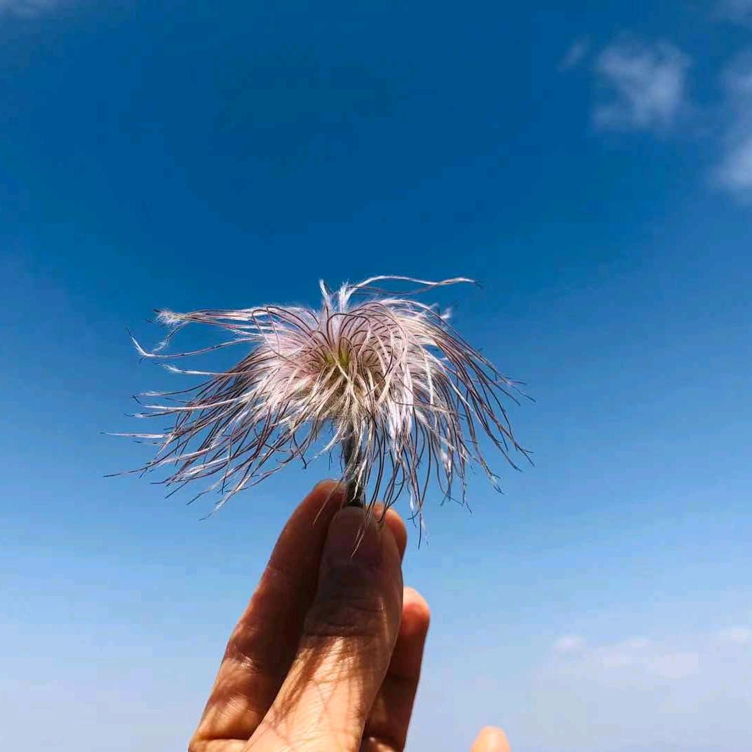 龙凤宝宝