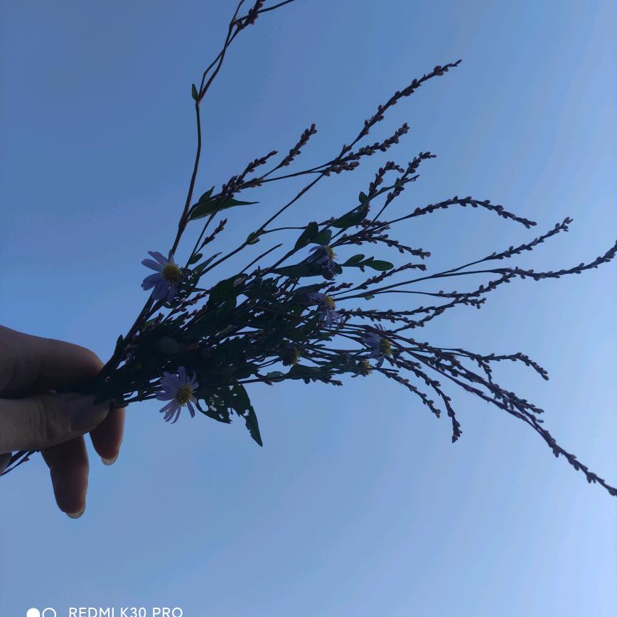 捕捉一只小小