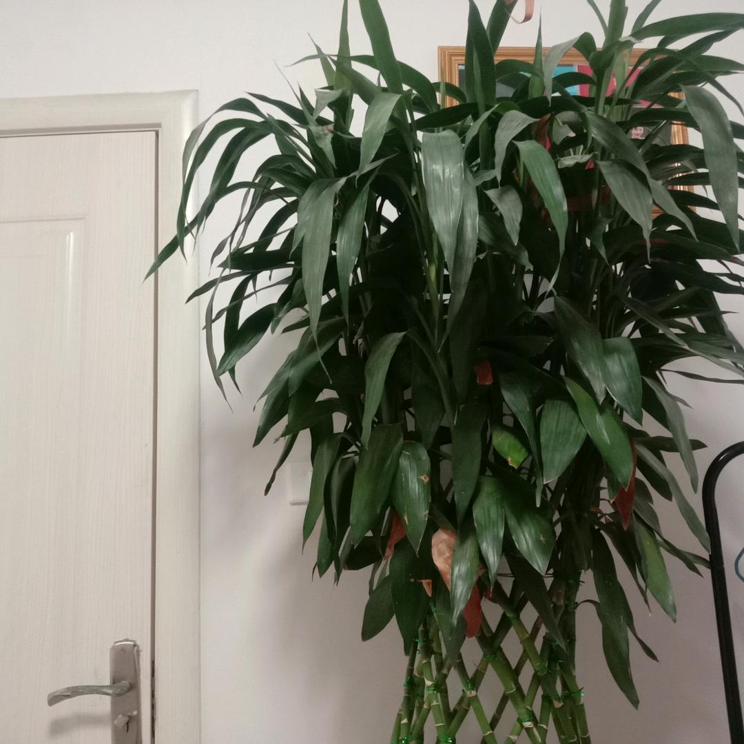 (̿▀̿顺理 ̿Ĺ̯̿̿▀̿成张 ̿)