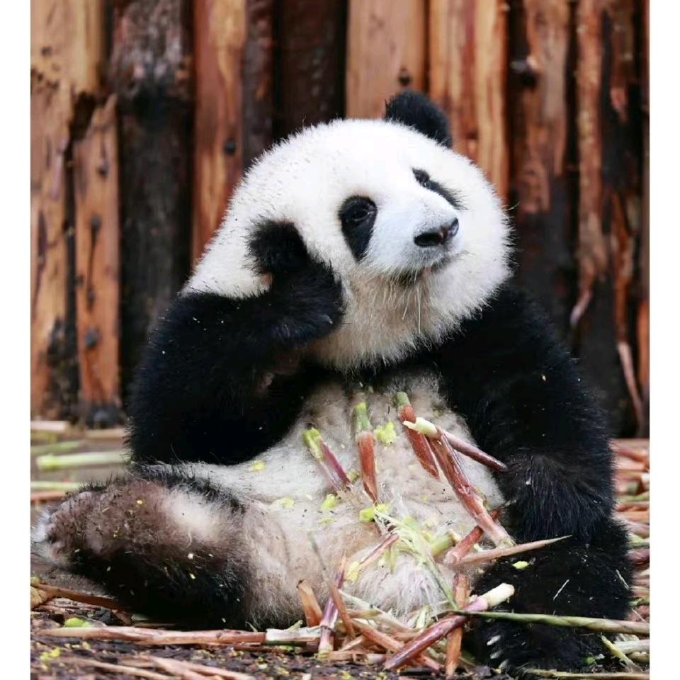 好  多米