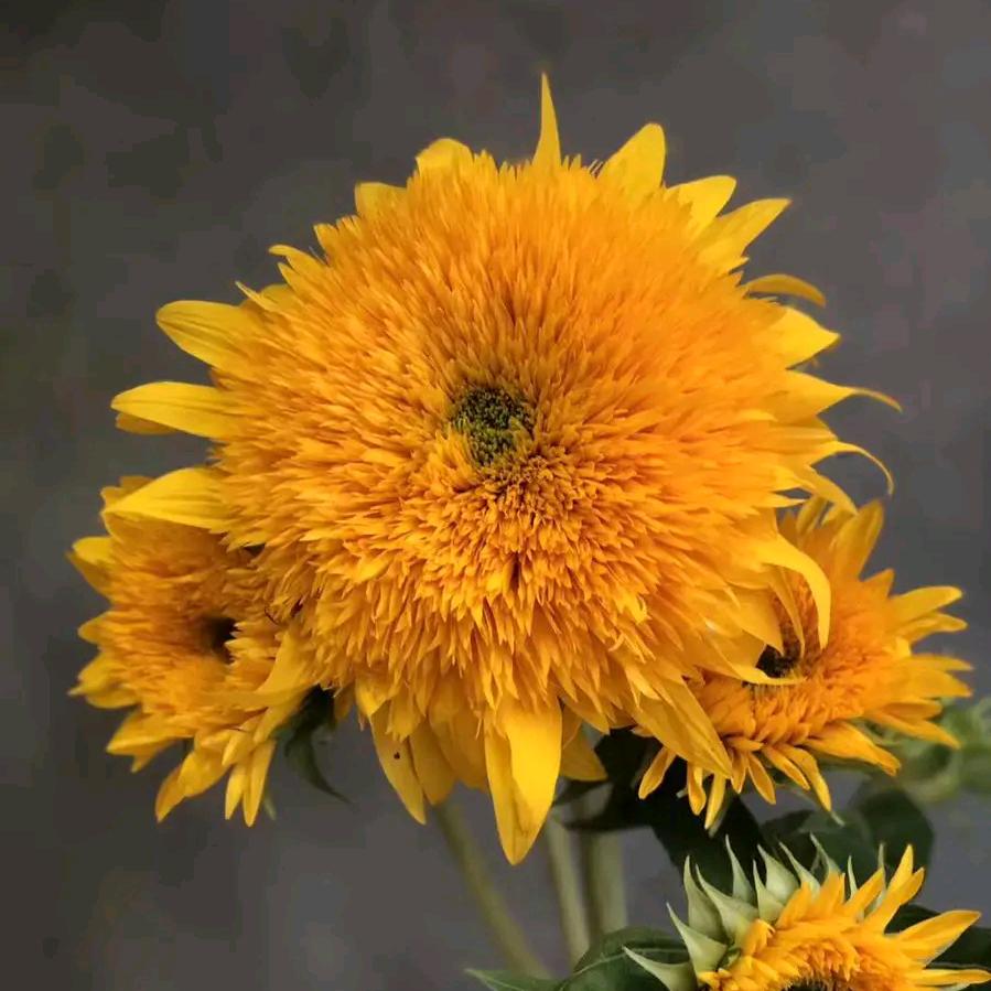 陌上花开人如玉