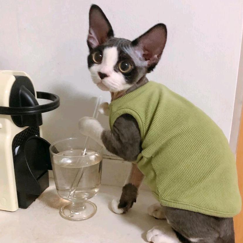 豆沙包