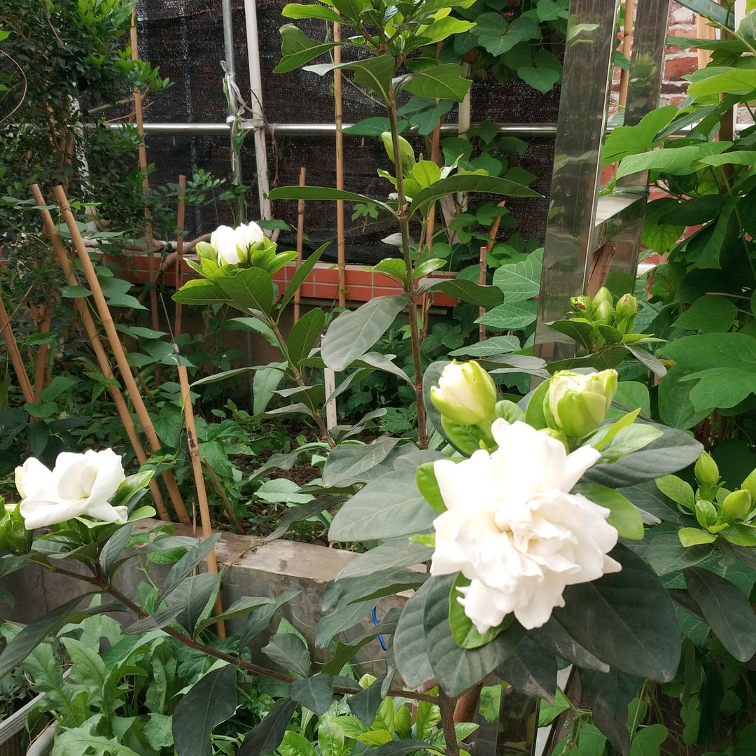 花开富贵鸟儿歌声嘹亮