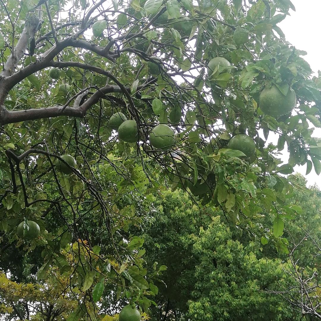今生无悔