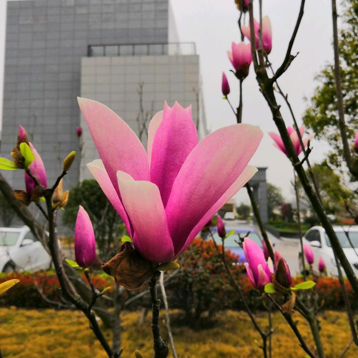 我心飞翔