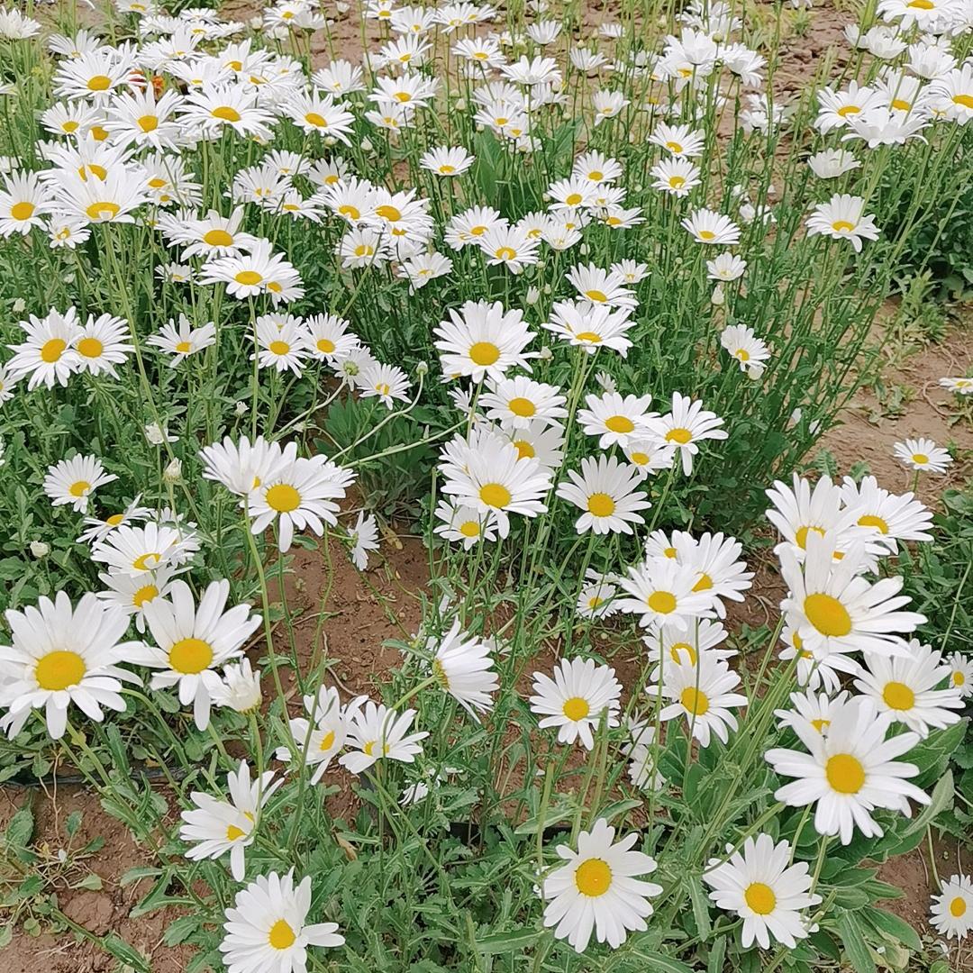 雪纷飞（异瞳）