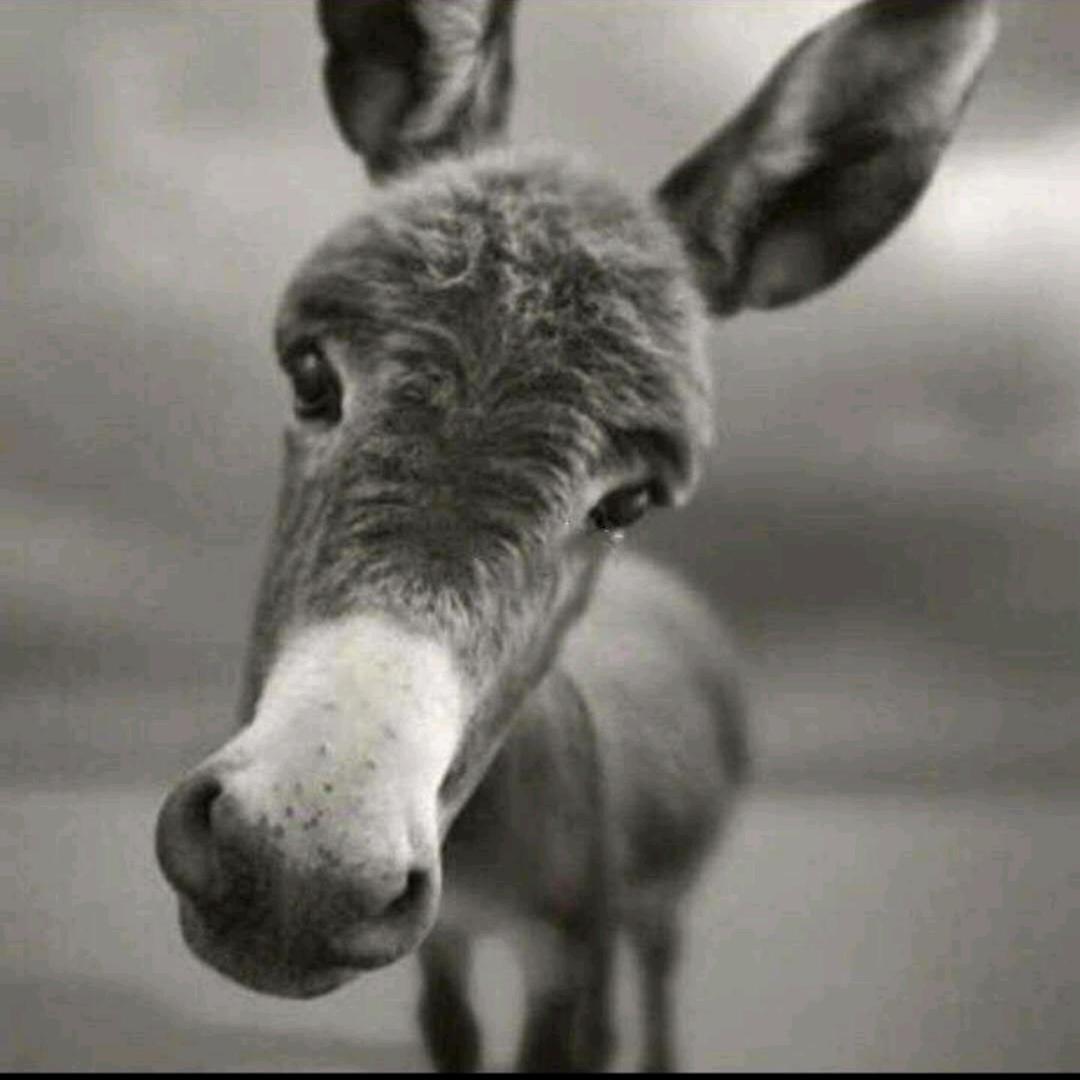 杂草🌵🌲🌳🌴🍀☘️🌱🍃🎋