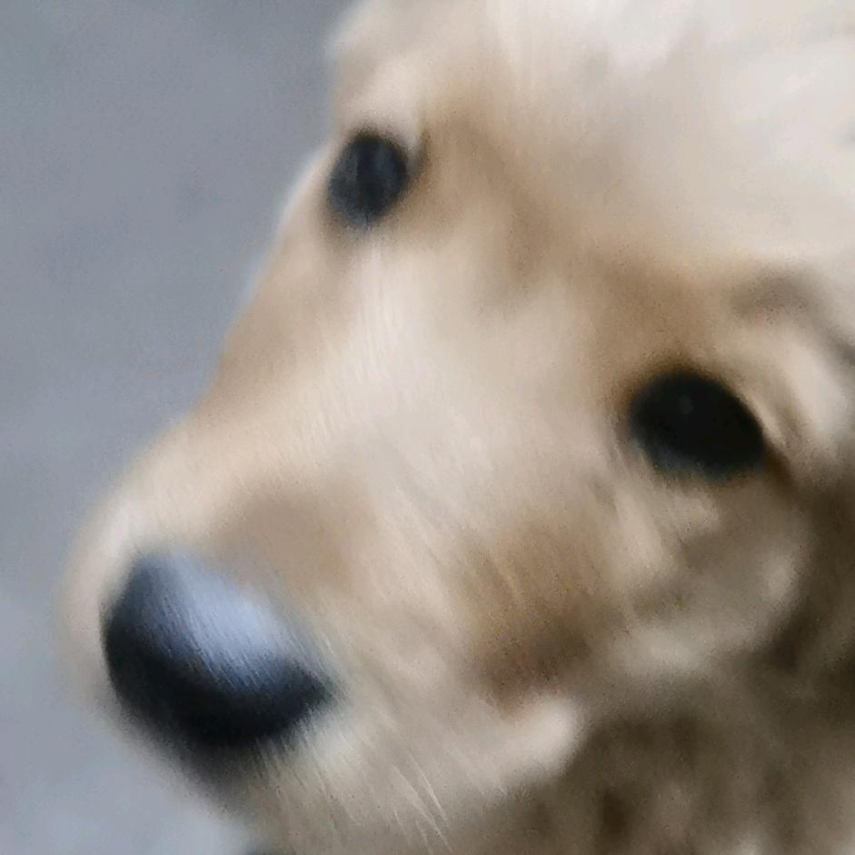 龙龙
