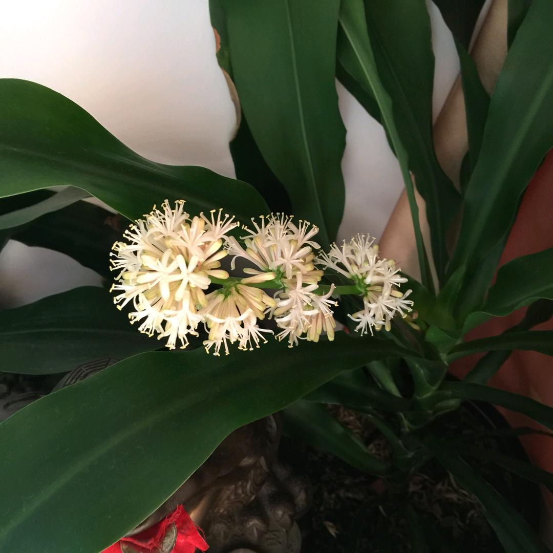 花卷🌹🌹🌹