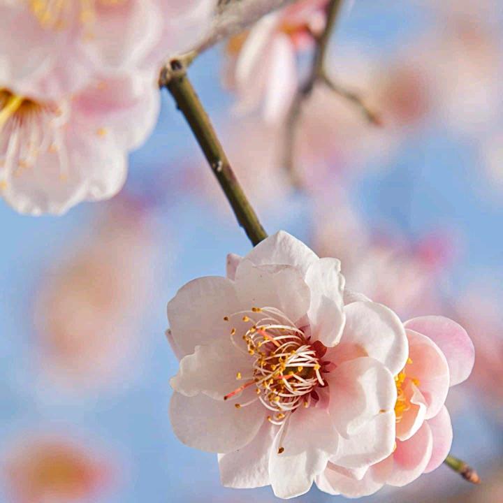 熏衣草