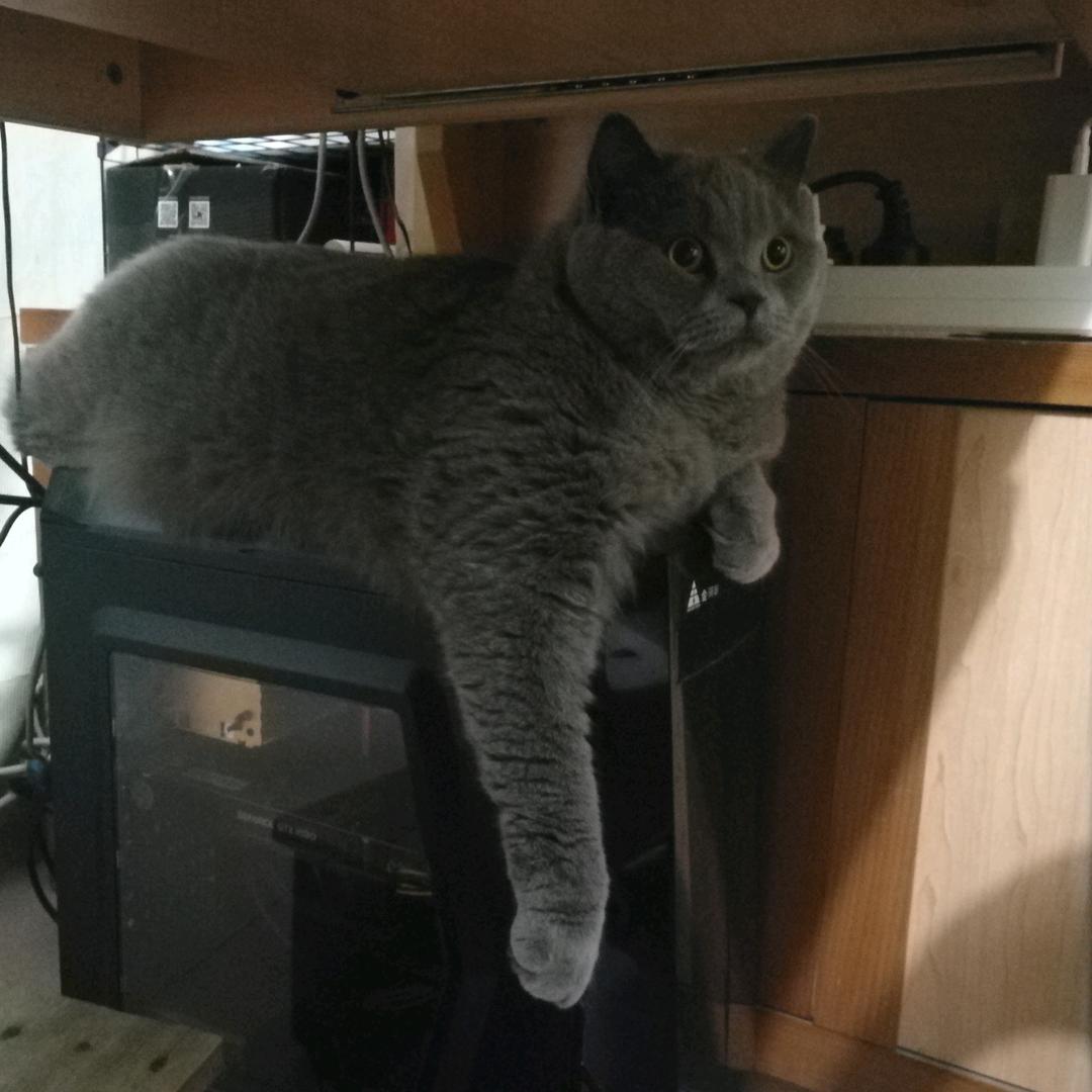 安爻爻