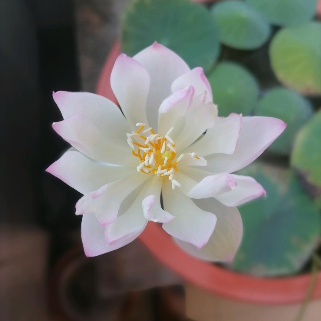 fengyinjs