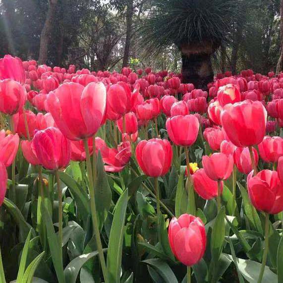 郁金✨香🌷