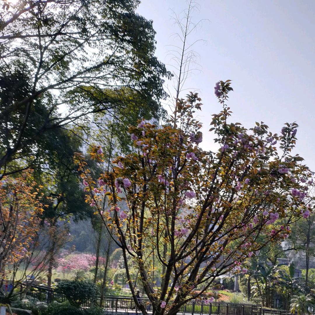菲儿头像