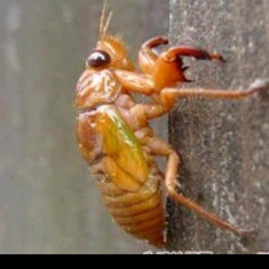 鄢陵金蝉业有限公司王