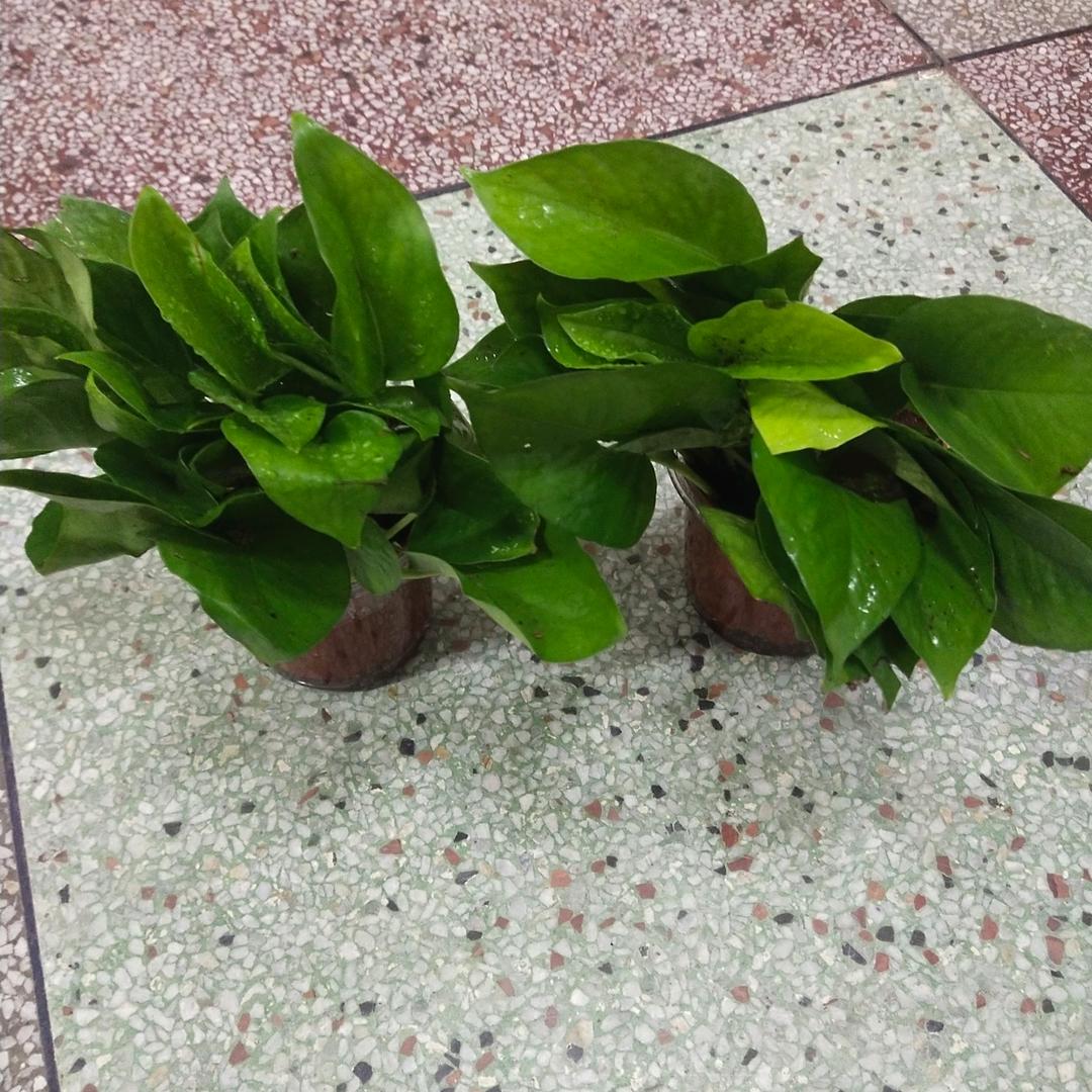 快乐的怡悦俊