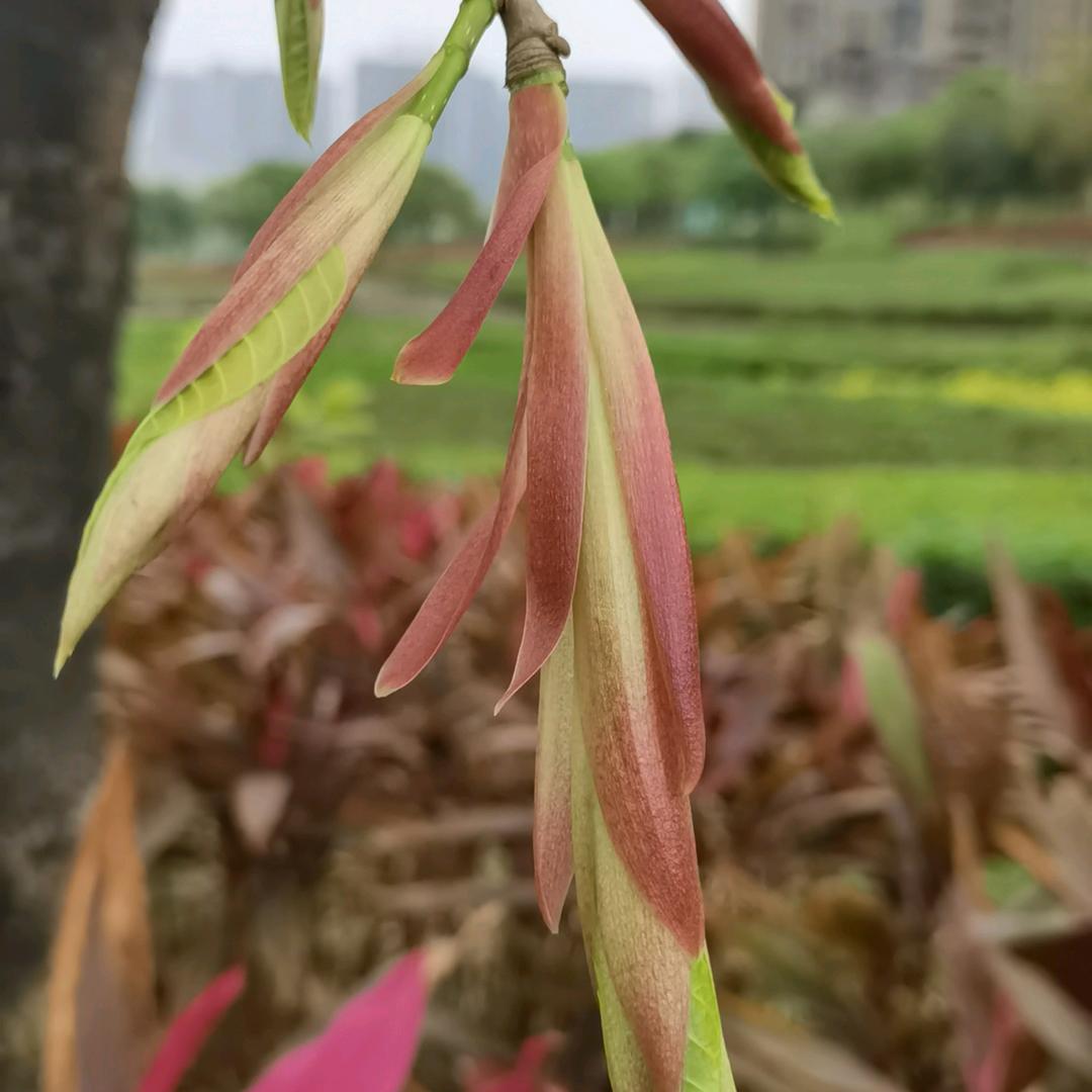1啦啦队
