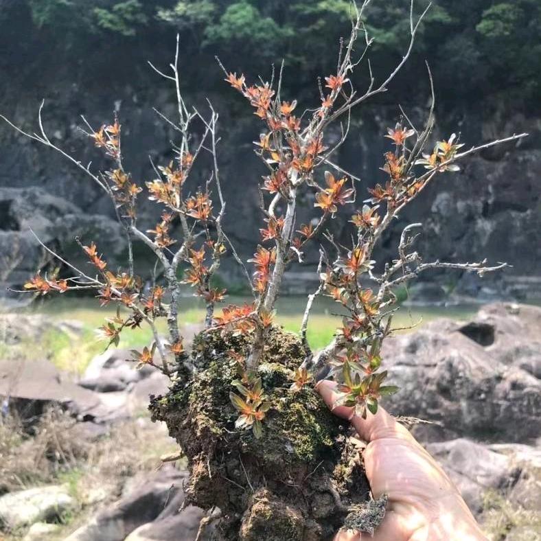 松阳县高老桩绿植馆