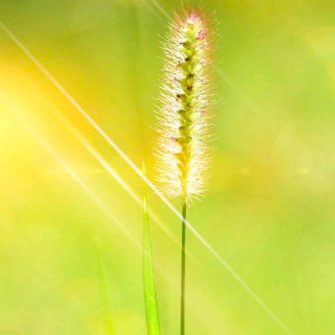小小太阳☀寸草心❤️