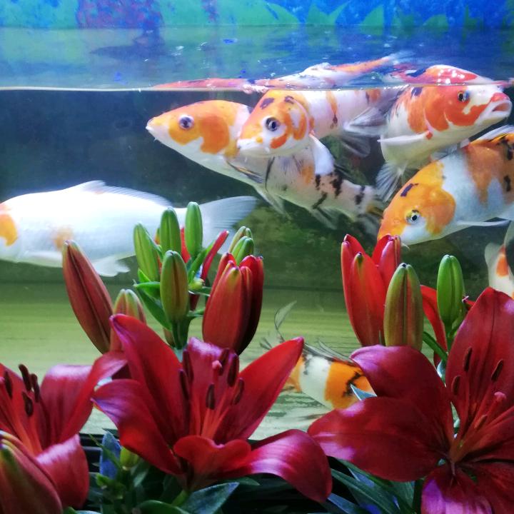 喜欢花鸟鱼虫的男人