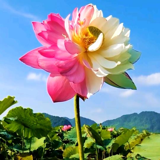呢称