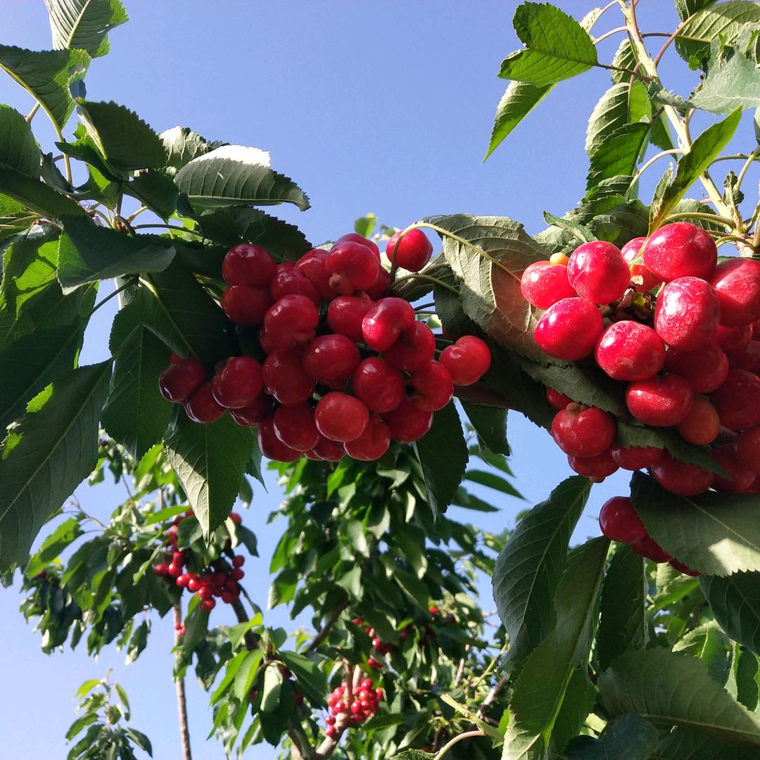 徐玉波大樱桃苗木