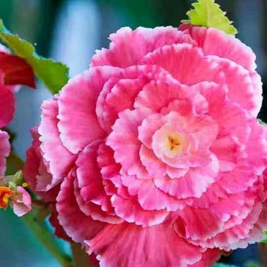 清华🌹63年玉🐇