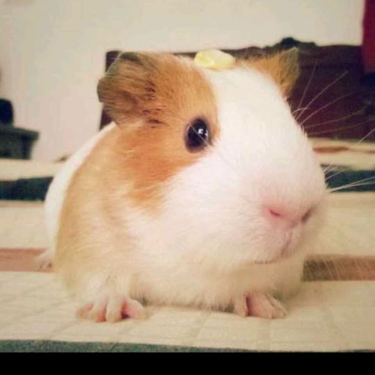 磊妈阿皓姐姐92313145581937