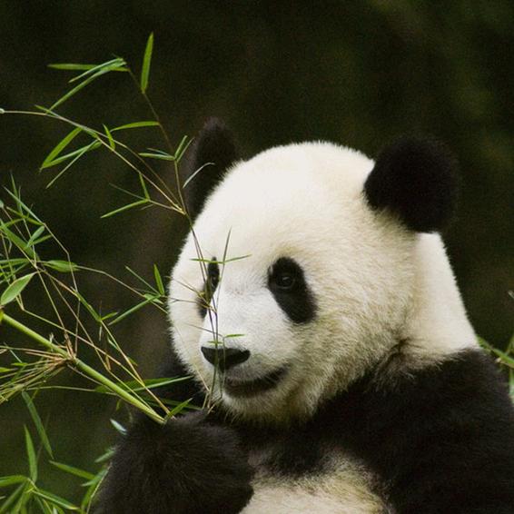 比奇堡养螃蟹的黄色海绵