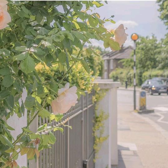 春芝