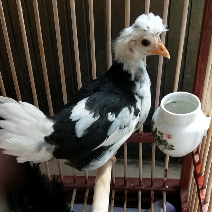 正定刁桥羊肉店