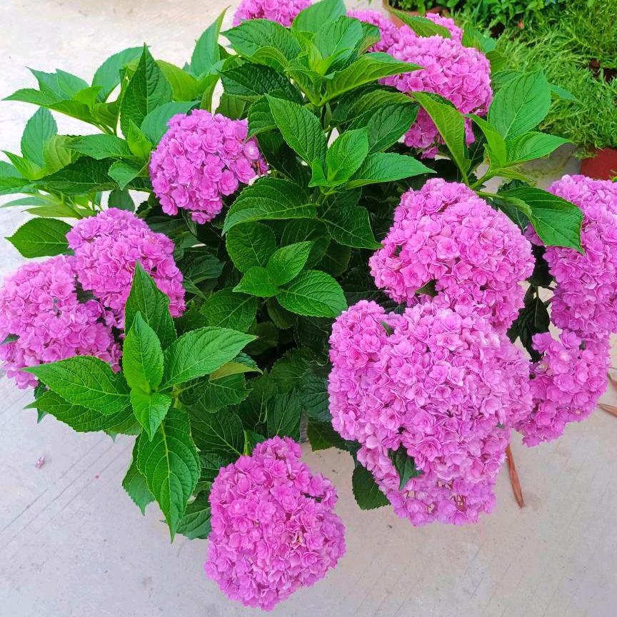 南宁市广卉花木场