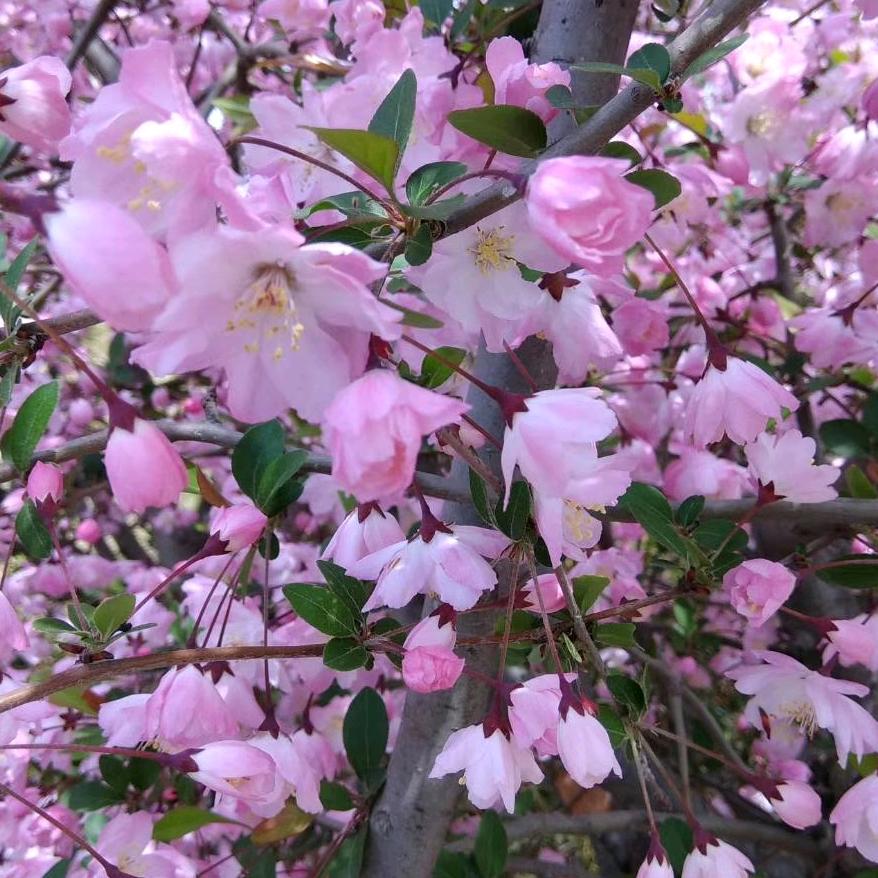 陌上花开
