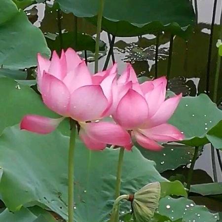 栀樆鸢年