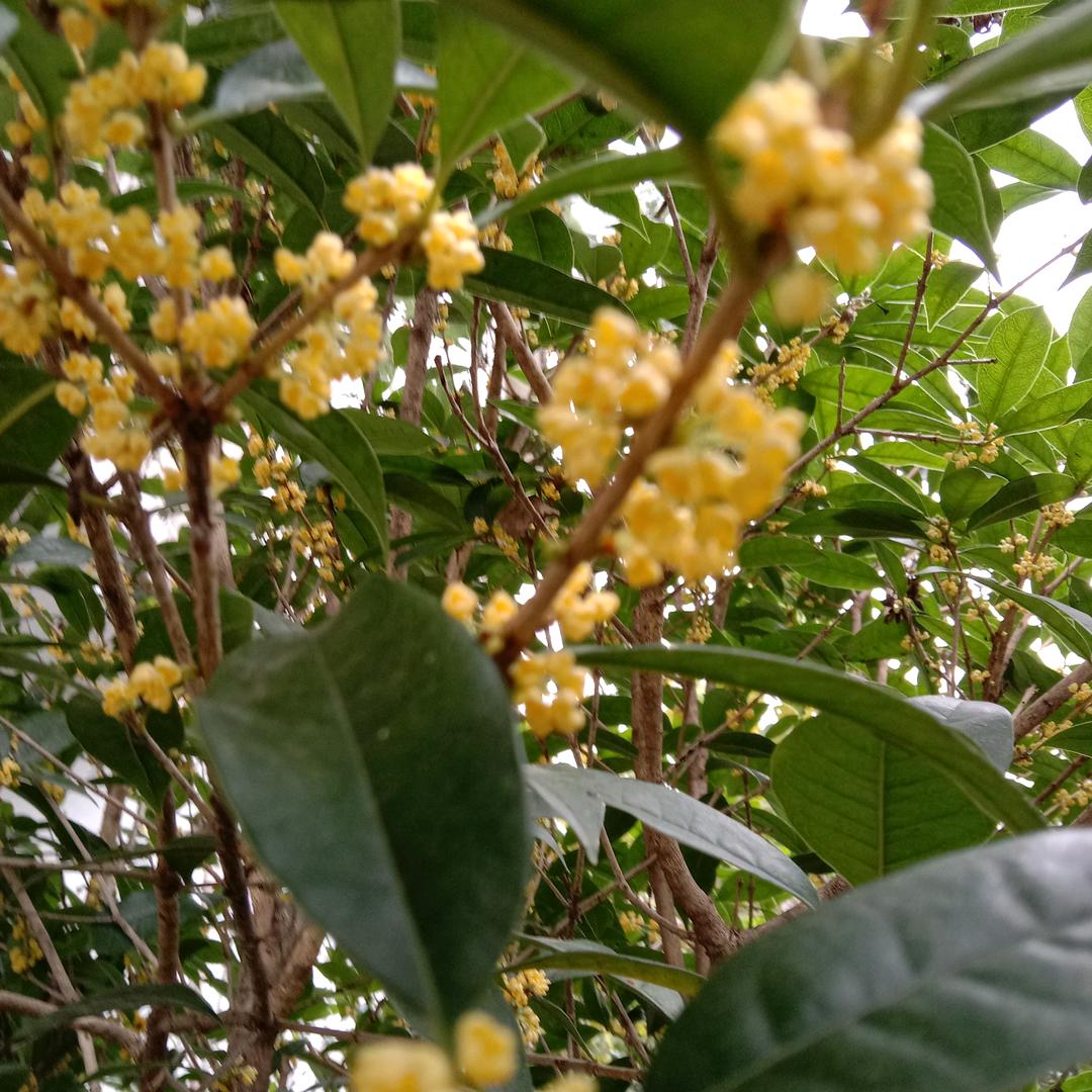 小白加零