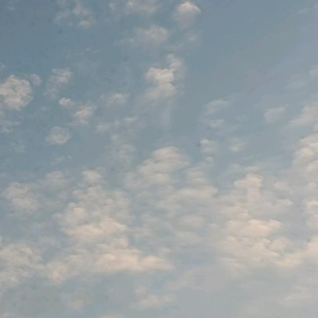 紫葡萄