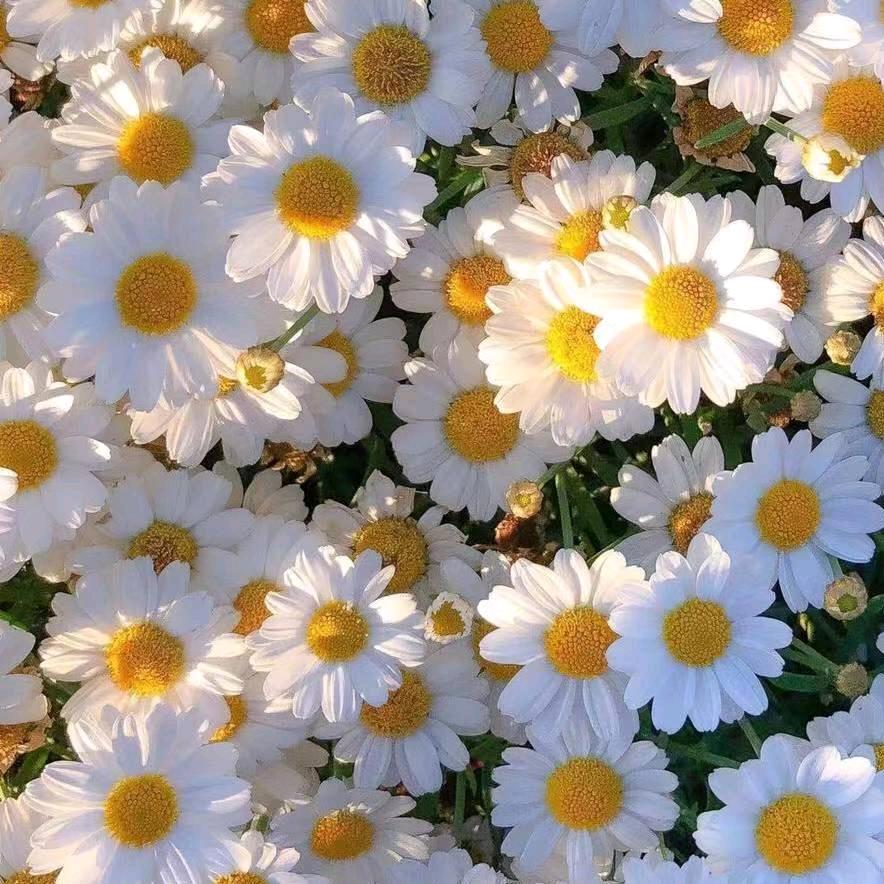 太阳大男孩儿 、