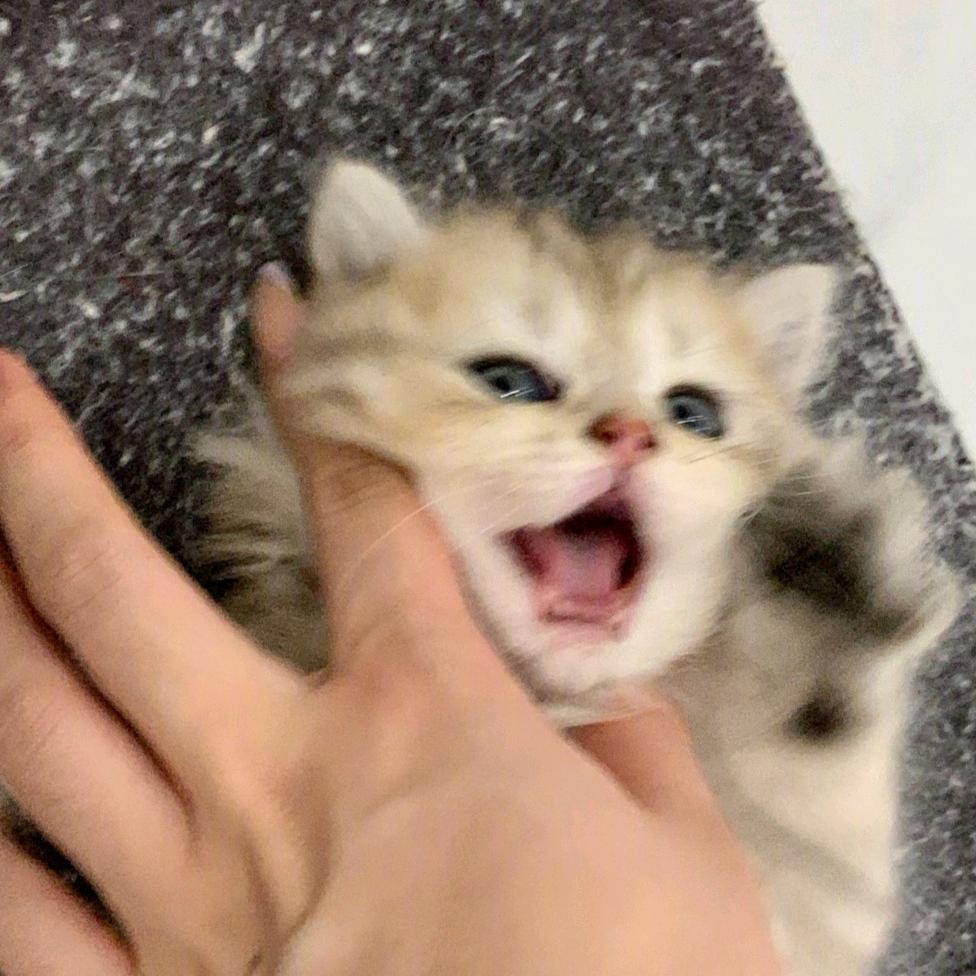 俺的兔子呢