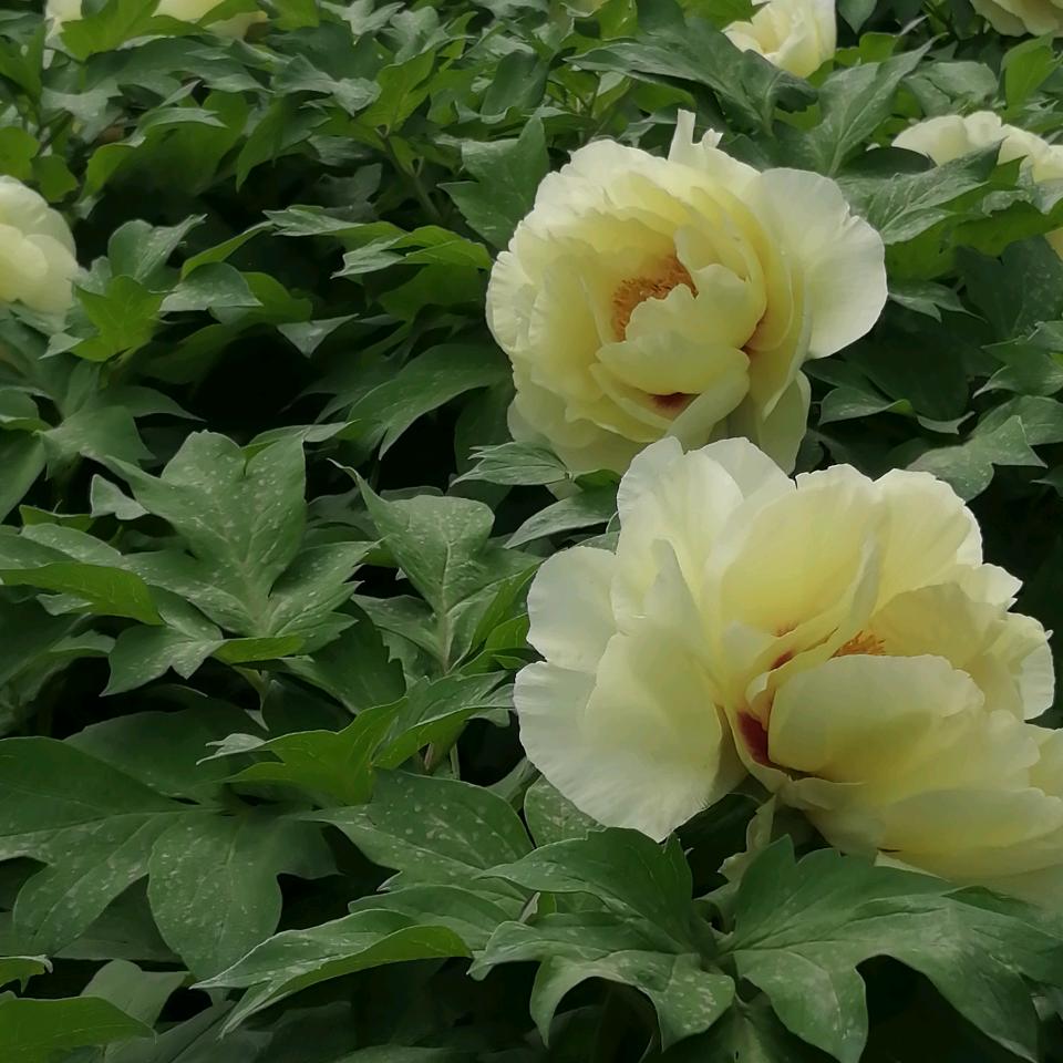 茉莉🌺