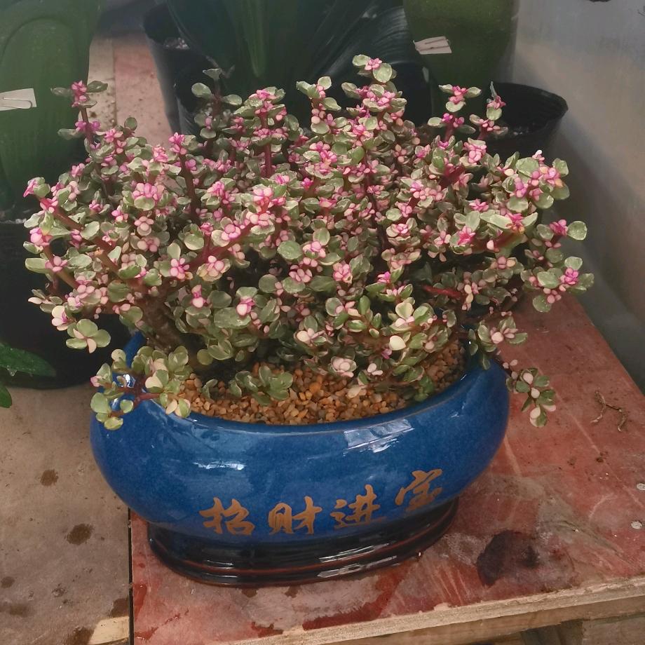 花满楼花卉花艺批发