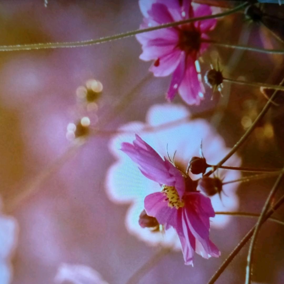 米家妈妈的一天