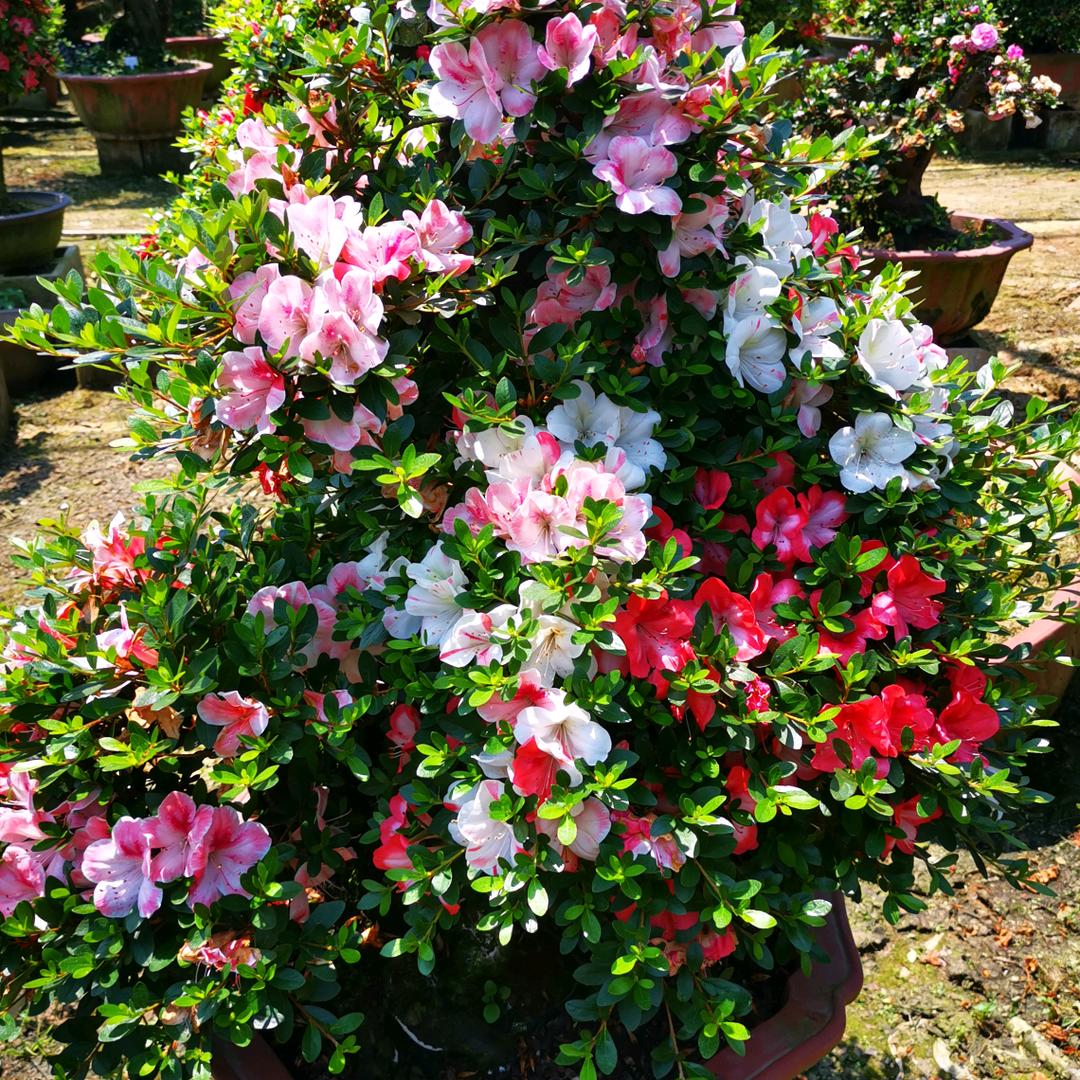 金华市利园盆景